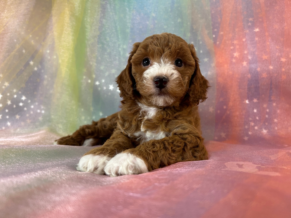 Female Bichon Poodle Puppy for Sale DOB 5-1-2026 $950